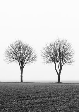 Three trees