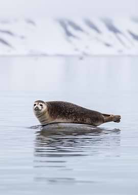 Seal in the arctic