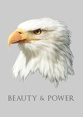 Bald Eagle Beauty