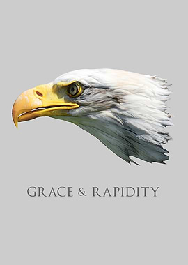 Bald Eagle Grace