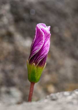 Flower in Stone