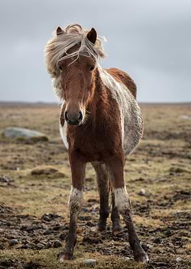 Icelandic horse 02