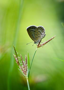 Somewhere in the wild