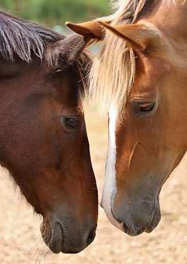 Two horses greeting