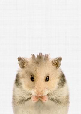 Hamster