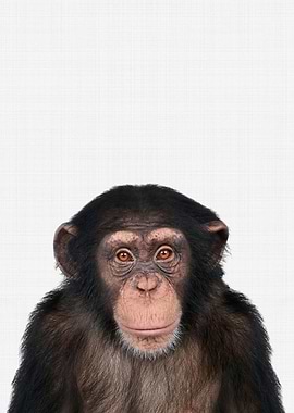 Chimpanzee