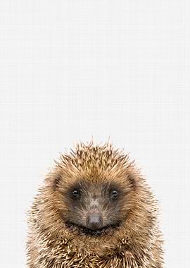 Hedgehog