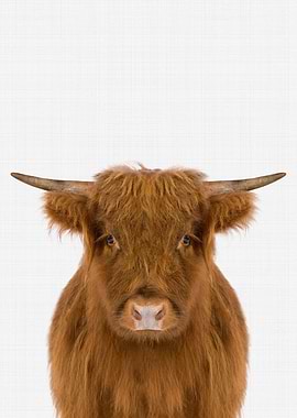 Highland Cow