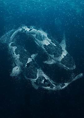 Fish swimming together