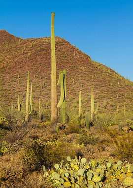 SAGUARO NATIONAL PARK