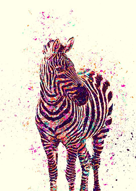 Zebra