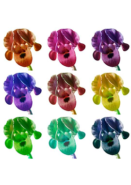 colour manipulated Irises