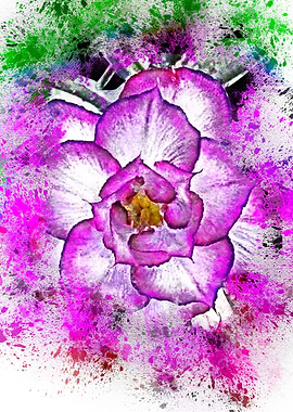 Adenium Solo The Purple