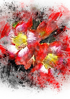 ADENIUM prakaydaow Flower