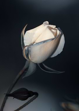 White rose
