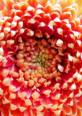 Orange Germini Closeup