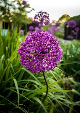 Allium During Spring