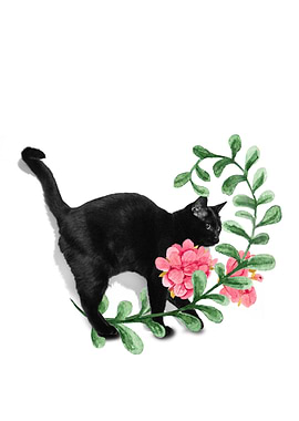 The capricious black cat