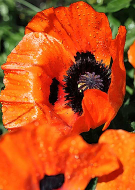 poppies painting style