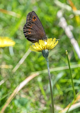 butterfly on flower