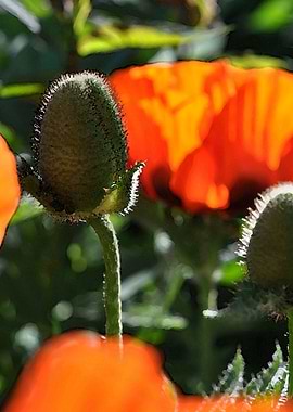 poppies