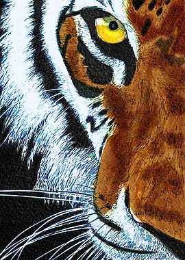 Tiger Head Illustration