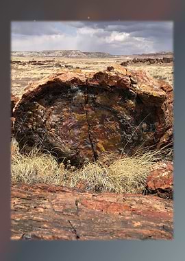 Petrified Forest 9