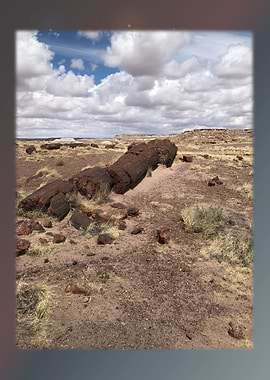 Petrified Forest 19