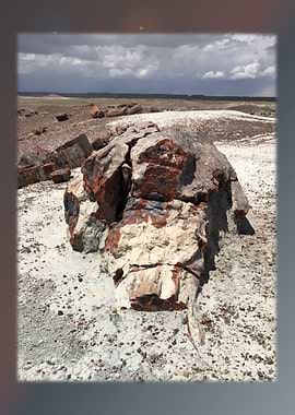 Petrified Forest 22