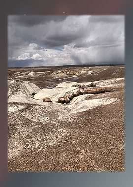 Petrified Forest 25