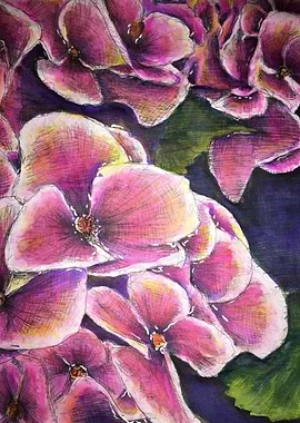 Ink Hydrangea