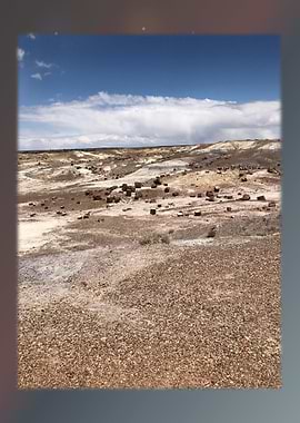 Petrified Forest 33