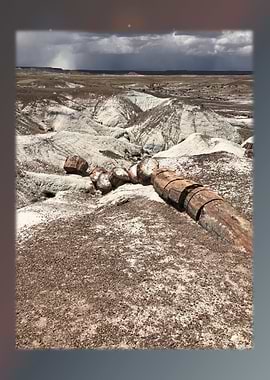 Petrified Forest 32