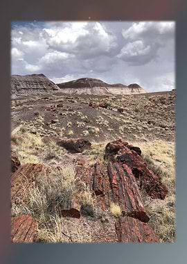 Petrified Forest 11