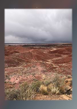 Petrified Forest 16