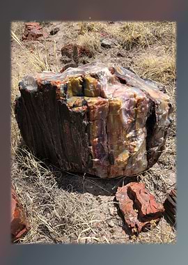 Petrified Forest 14