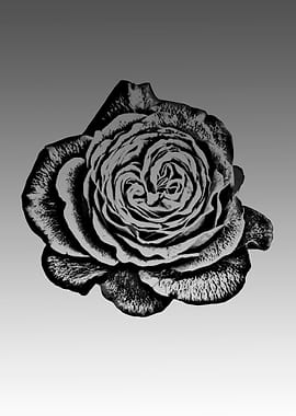 Black flower
