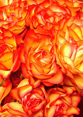 Orange And Yellow Roses