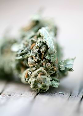 Ganja super lemon haze