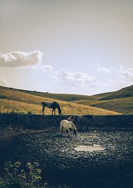 Prairie Wild Horses