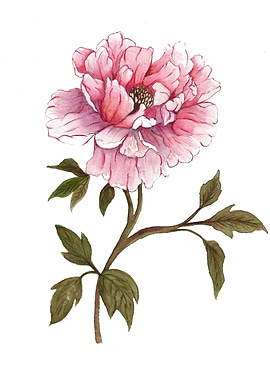 Watercolor Flower