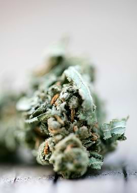 Ganja super lemon haze