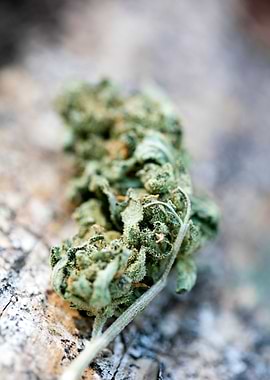 Ganja super lemon haze