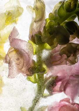 Antirrhinum in ice 22