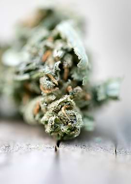 Ganja super lemon haze