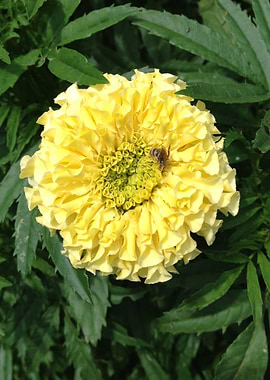 Yellow Marigold Flower