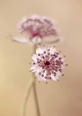 Astrantia