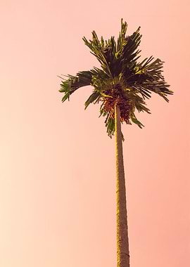 Palm Tree