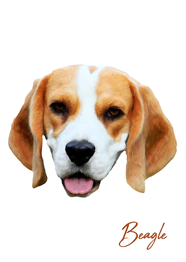 Beagle dog color portrait
