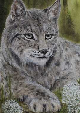 lynx